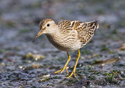 Calidris melanotos